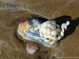 Empty whelk egg cases on an otter shell on the seashore