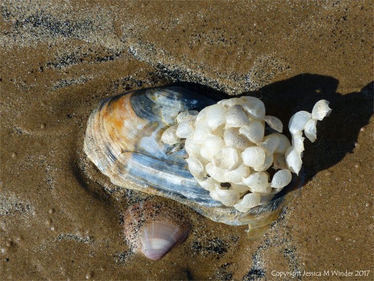 Empty whelk egg cases on an otter shell on the seashore