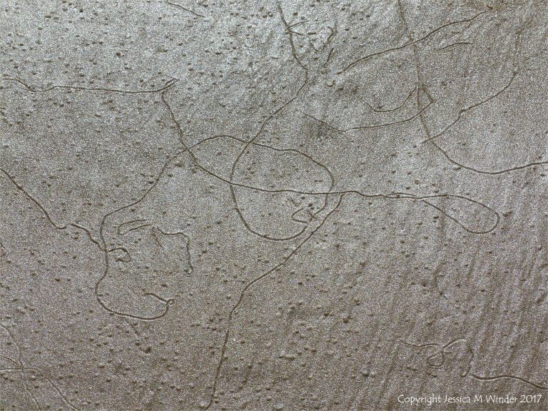Tracks and trails left by minute seashore creatures on the surface of damp seashore sand