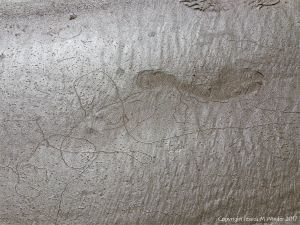 Tracks and trails left by minute seashore creatures on the surface of damp seashore sand