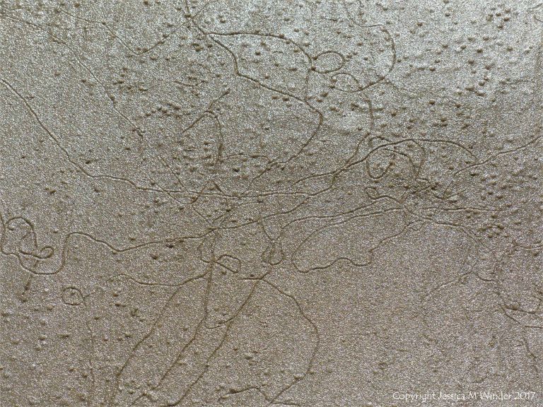 Tracks and trails left by minute seashore creatures on the surface of damp seashore sand