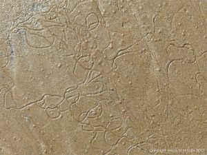 Tracks and trails left by minute seashore creatures on the surface of damp seashore sand