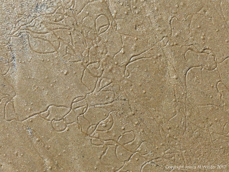 Tracks and trails left by minute seashore creatures on the surface of damp seashore sand