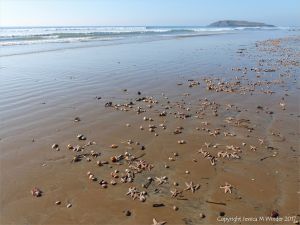 The last items on the strandline to be washed away again
