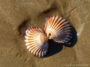 Paired valves of spiny cockle shell on a sandy beach