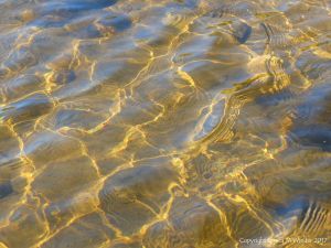 Sunlit ripple pattern on the surface of a stream