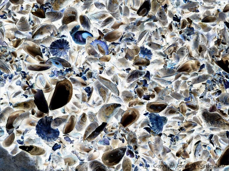 Seashells on the seashore strandline