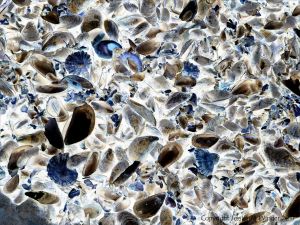 Seashells on the seashore strandline