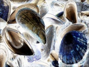 Seashells on the seashore strandline