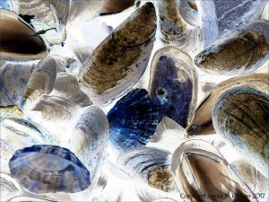 Seashells on the seashore strandline
