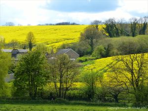 Rural springtime view in the Dorset landscape