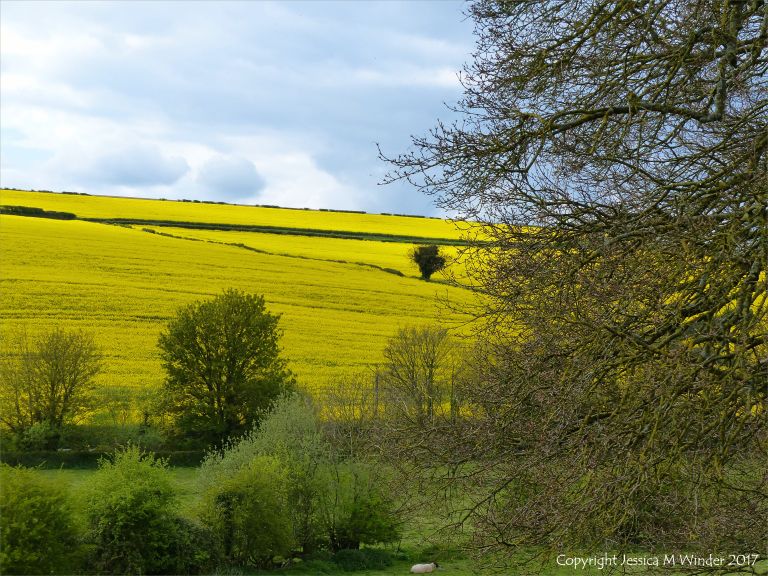 Farming country around Charlton Down in spring