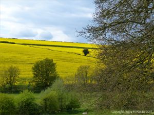 Farming country around Charlton Down in spring