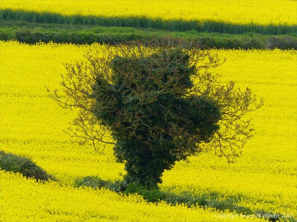 Spring Fields in Charlton Down – Jessica's Nature Blog