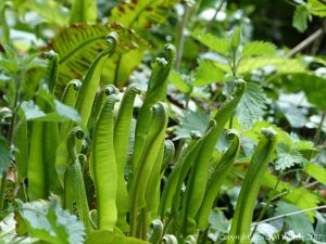 Fronds of Hart's Tongue Fern uncurling in Spring