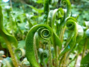Fronds of Hart's Tongue Fern uncurling in Spring