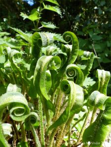 Fronds of Hart's Tongue Fern uncurling in Spring