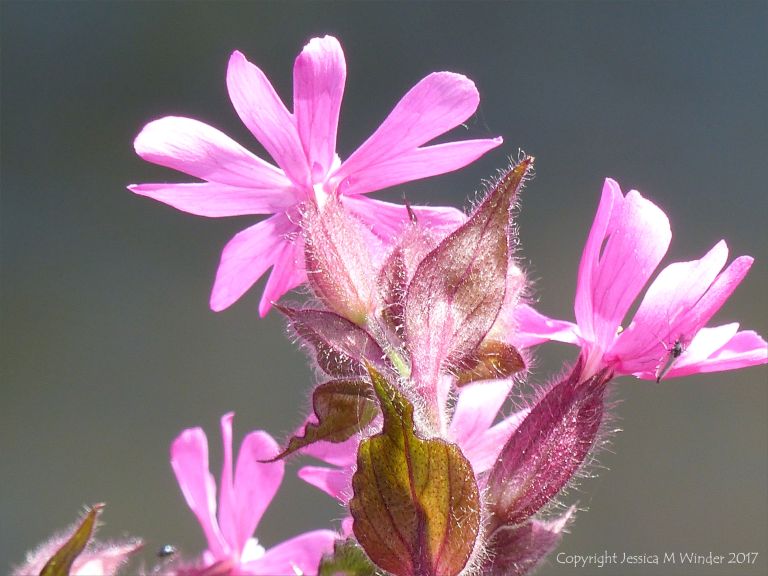 Red Campion flowers