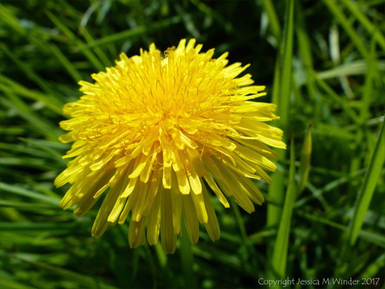 Common Dandelion flower