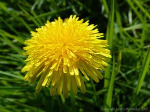 Common Dandelion flower