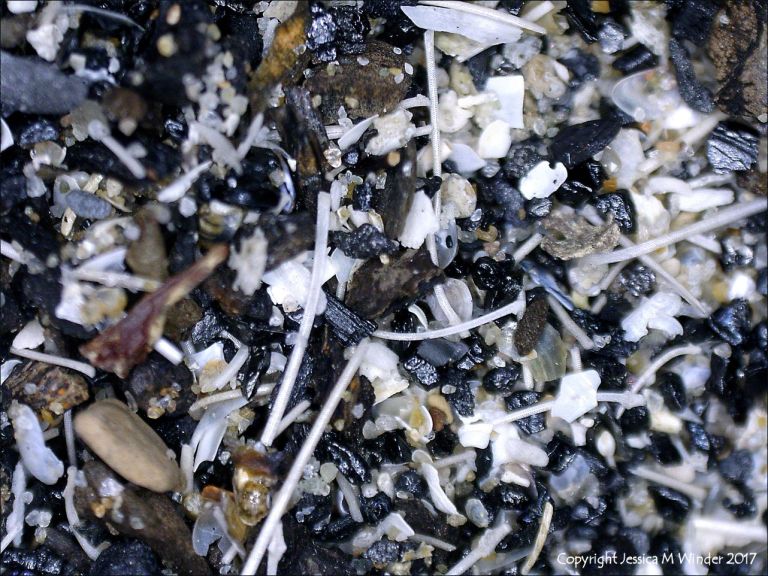 Composition of black beach sediments viewed under the microscope