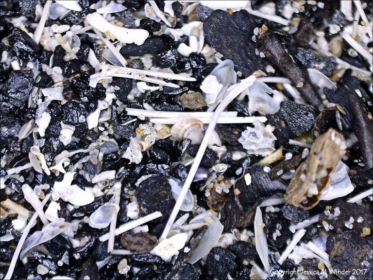 Composition of black beach sediments viewed under the microscope