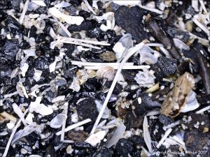 Composition of black beach sediments viewed under the microscope