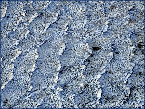 Natural patterns in wind-rippled water