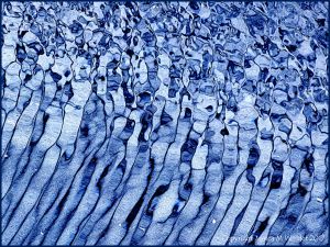 Natural patterns in wind-rippled water