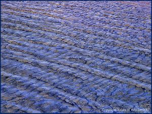 Natural patterns in wind-rippled water