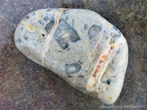 Fossilierous beach stone at Twlc Point in Broughton Bay, Gower, South Wales