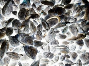 Seashells on the seashore strandline