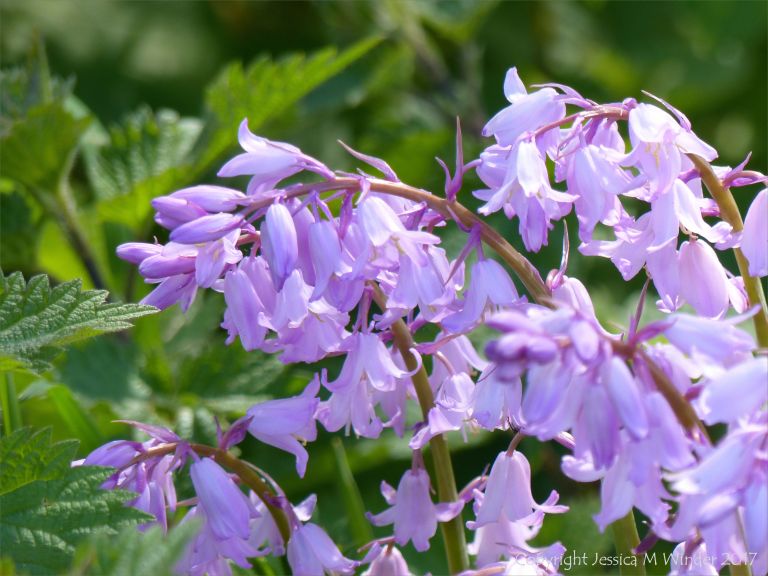 Pink bluebell flowers