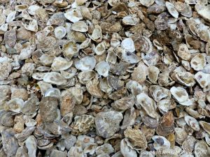 Oyster shells in a heap at Whitstable for use as cultch for collecting oyster spat