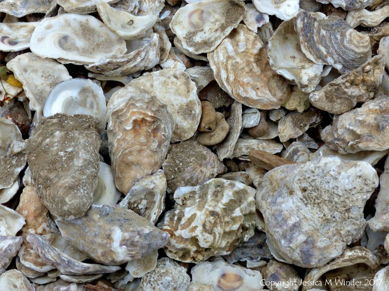 Oyster shells in a heap at Whitstable for use as cultch for collecting oyster spat