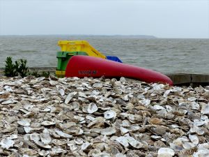 Oyster shells in a heap at Whitstable for use as cultch for collecting oyster spat