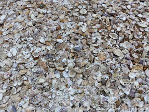 Oyster shells in a heap at Whitstable for use as cultch for collecting oyster spat