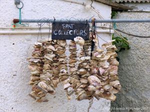 Strings of oyster shells for use as cultch to catch oyster spat