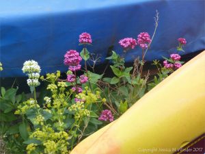 Pink and white wild flowers growing on the beach between overwintering boats
