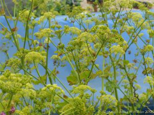 Wild flowers growing on a shingle beach by a blue tarpaulin