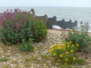 Wild flowers growing on the stabilised shingle of the upper beach at Whitstable