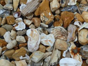 Empty oyster shells on flints and pebbles at the beach