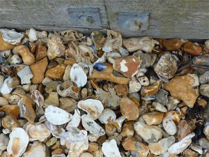 Empty seashells on flints and pebbles against a wooden breakwater at the beach