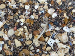 Seashells and shingle on the beach
