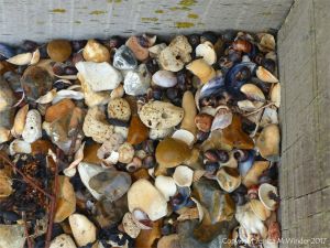 Seashells, flints, and pebbles against a wooden breakwater on the shore