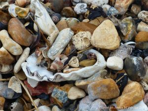 Oyster and other shells on a shingle beach