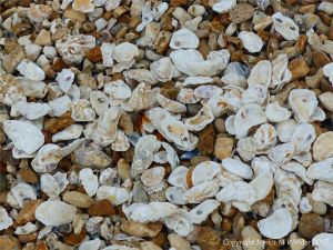Oyster shells washed ashore at Whitstable