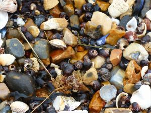 Seashells on a shingle strandline