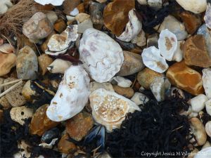 Oyster and other shells on the strandline of a shingle beach