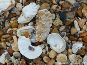 Oyster shells on a shingle strandline
